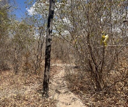 Reservas particulares fortalecem a proteção da Caatinga e da biodiversidade no Piauí