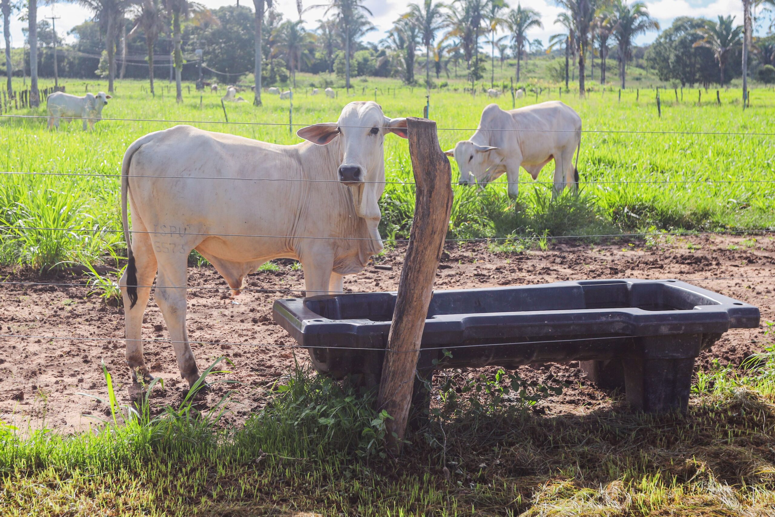 Adapi cria grupo e comitê para prevenção e resposta a emergências zoossanitárias no Piauí