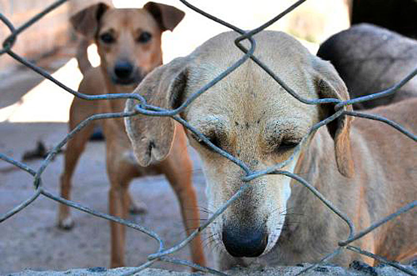 Senadores querem endurecer punição para maus-tratos a animais
