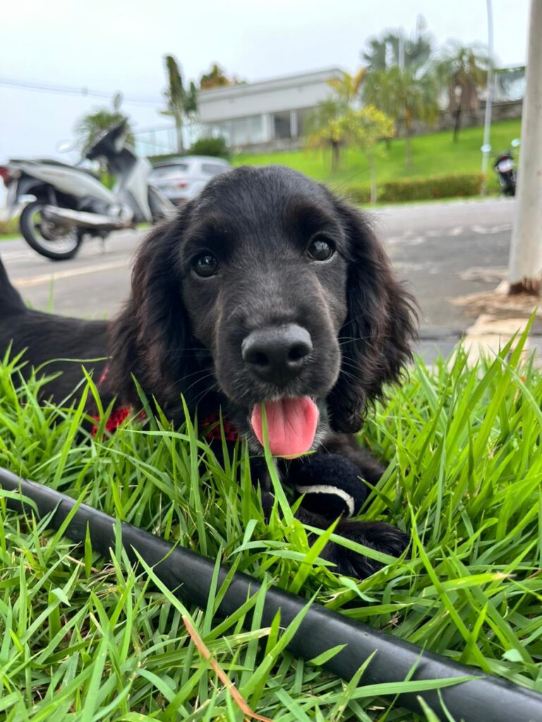 SSP do Piauí recebe filhotes de Cocker Spaniel que serão treinados para reforçar o combate à criminalidade