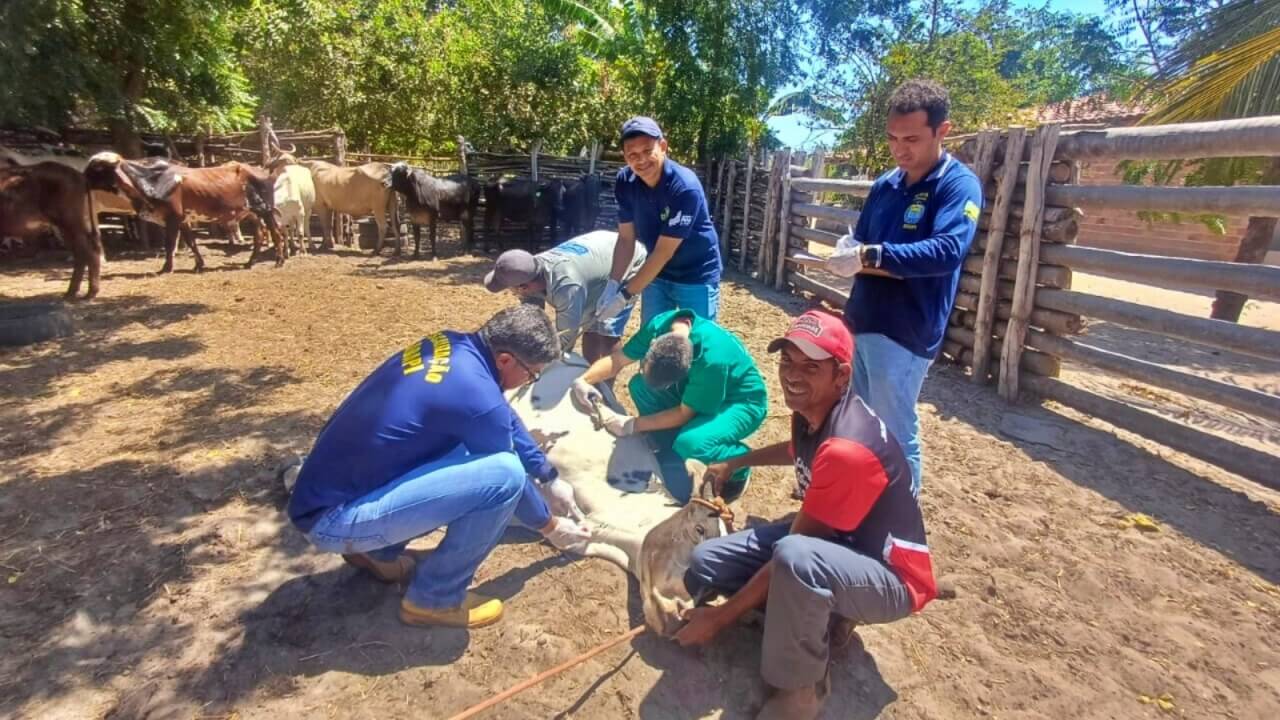 Adapi confirma novos casos de tuberculose bovina em Ilha Grande, no litoral do Piauí