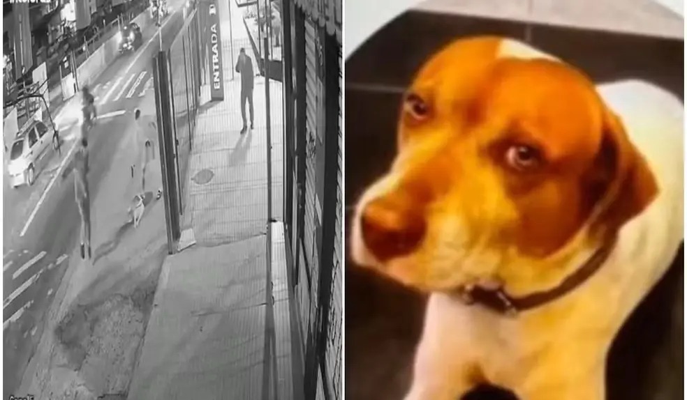 PM é suspeito de matar cão com 7 tiros em SP