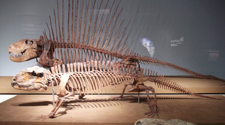 Descoberta histórica no Piauí identifica primeiros pelicossauros da América do Sul