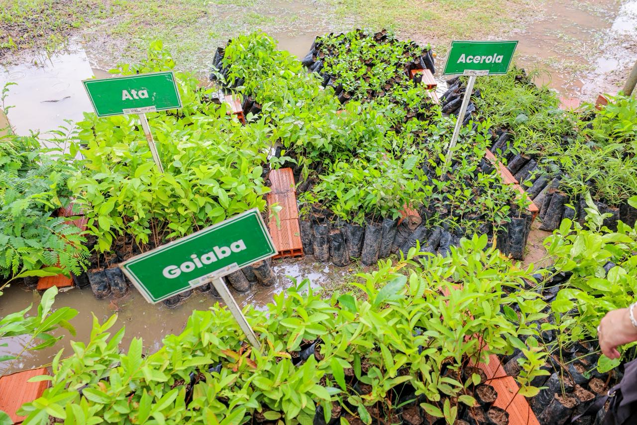 Semarh lança projeto Pro Verde nos Bairros com distribuição de 15 mil mudas em Teresina neste sábado (7)