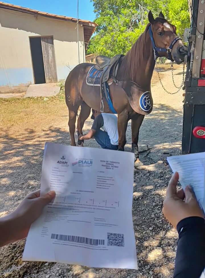 Adapi suspende temporariamente exigência de vacina contra influenza equina para emissão de Guia de Trânsito Animal