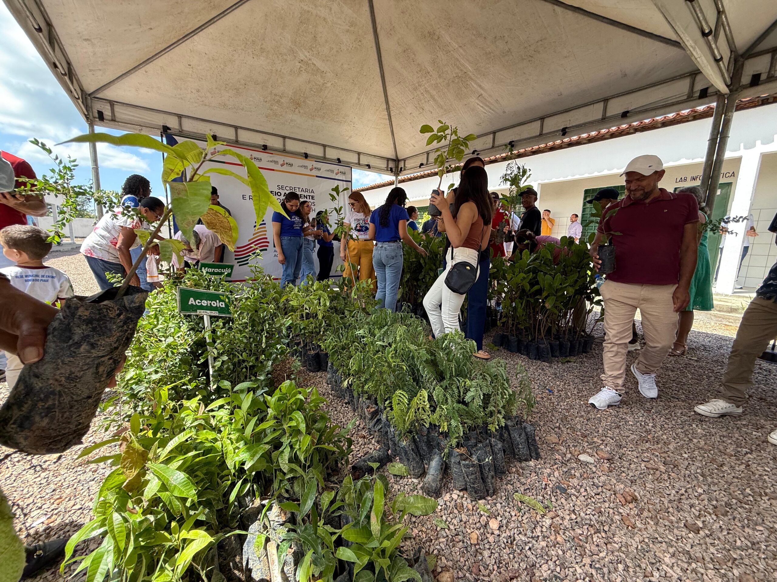 Proverde: Semarh distribui 12 mil mudas frutíferas e nativas para ampliar arborização em três cidades do interior do Piauí