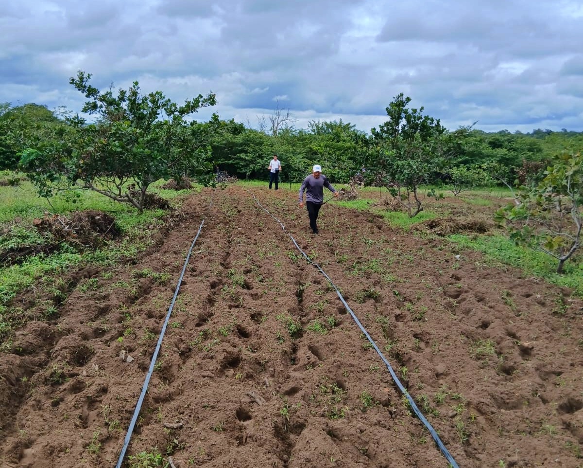 Projeto Do Quintal à Mesa entra em nova fase e amplia entrega de kits de irrigação para cinco municípios piauienses