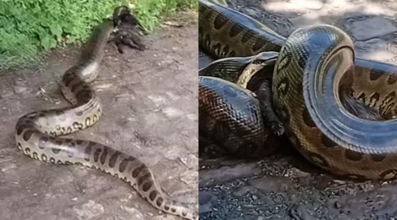 Sucuris são vistas em rua e atacam animais em Teresina