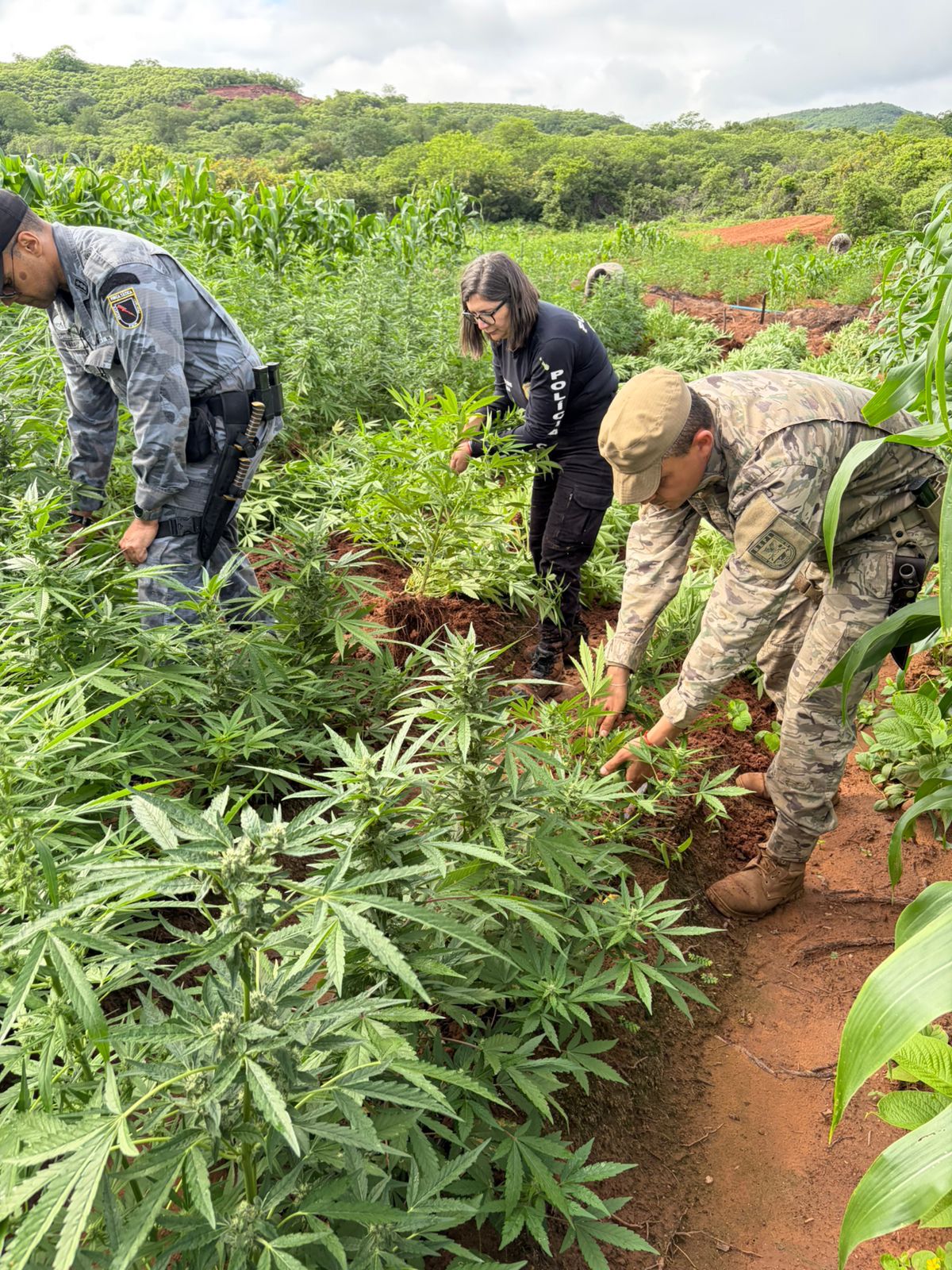 SSP-PI deflagra operação e localiza plantação com 115 mil pés de maconha em Vera Mendes