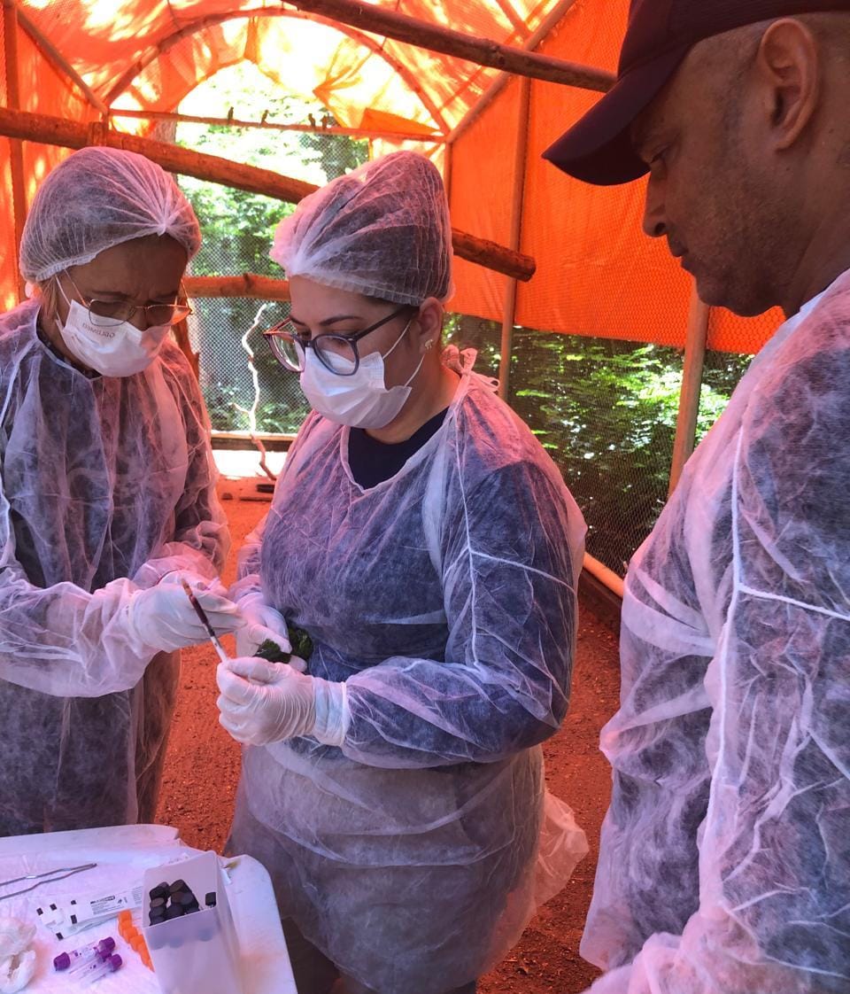 Semarh realiza exames para garantir solturas seguras de animais silvestres no Piauí