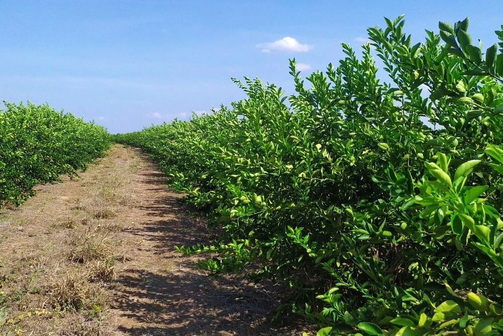 Sistema de mitigação de risco amplia segurança e impulsiona produção de citros no Piauí