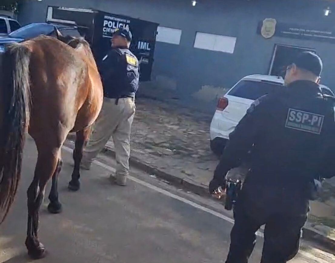 SSP intensifica fiscalização e recolhe animais soltos durante Operação Porteira Fechada no Sul do Piauí