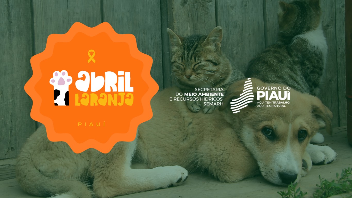 Abril Laranja: Semarh leva serviços gratuitos e ações de proteção animal a Picos, Parnaíba e Teresina