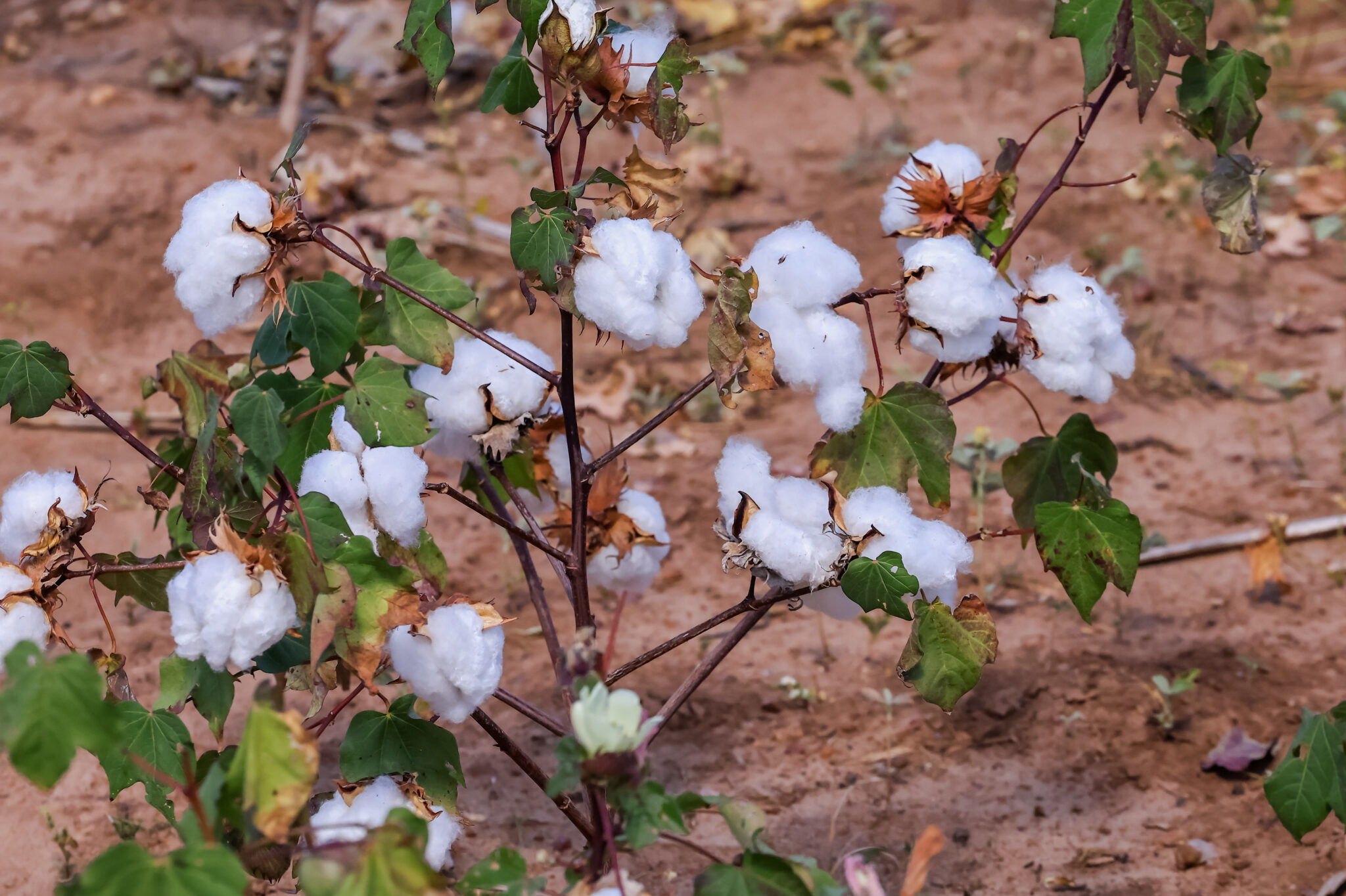 Piauí conquista o 3º lugar no ranking nacional de área plantada de algodão