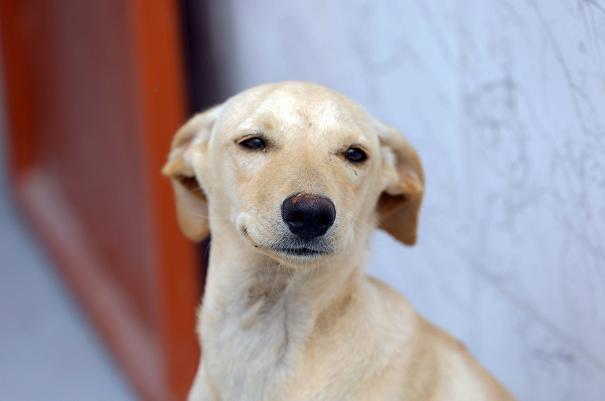 Lei define regras para a guarda compartilhada de pets