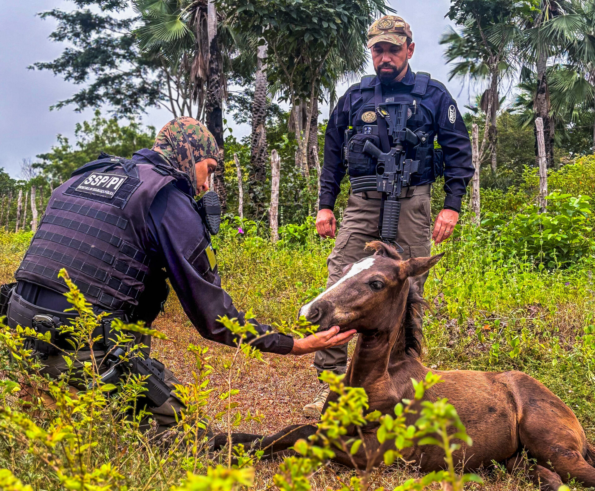 Operação porteira fechada reduz em mais de 50% mortes envolvendo acidentes com animais nas rodovias do Piauí