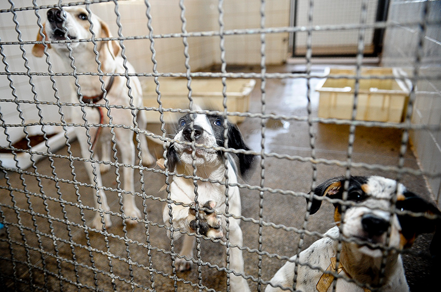Denúncias de maus-tratos a animais poderá ter sistema nacional