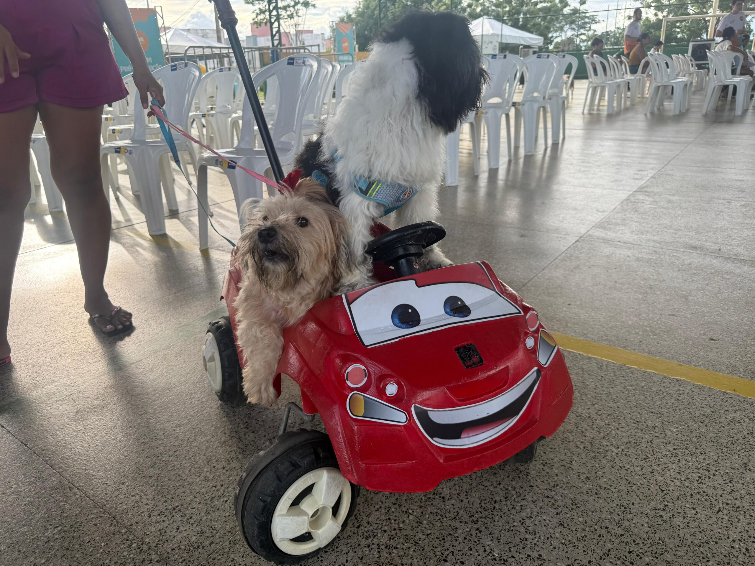 Abril Laranja mobiliza população e realiza mais de 1.100 atendimentos em ação histórica de proteção animal no Piauí
