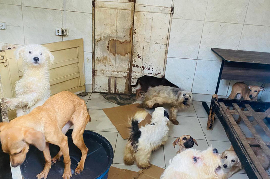 CMA vota mais proteção aos animais e penas maiores para maus-tratos