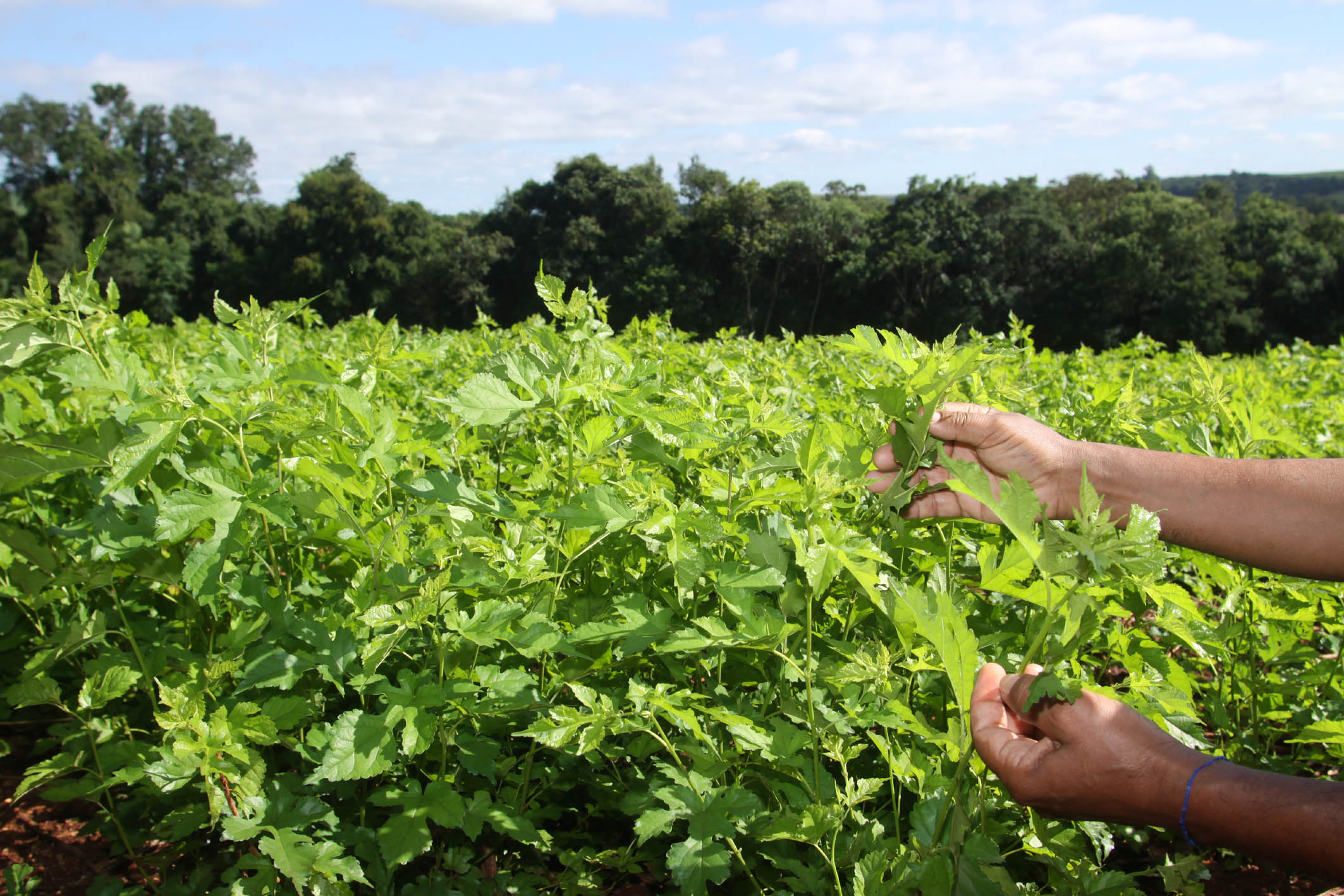 Caduca medida provisória que concedia crédito extra à agricultura familiar