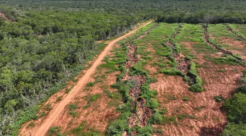 Piauí reduz desmatamento em 66,5% no Cerrado e vira referência nacional