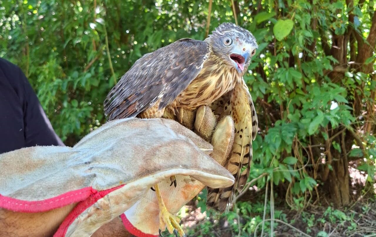 Em nova soltura de animais silvestres, Semarh devolve 29 aves à natureza e reforça ações de preservação da fauna no Piauí