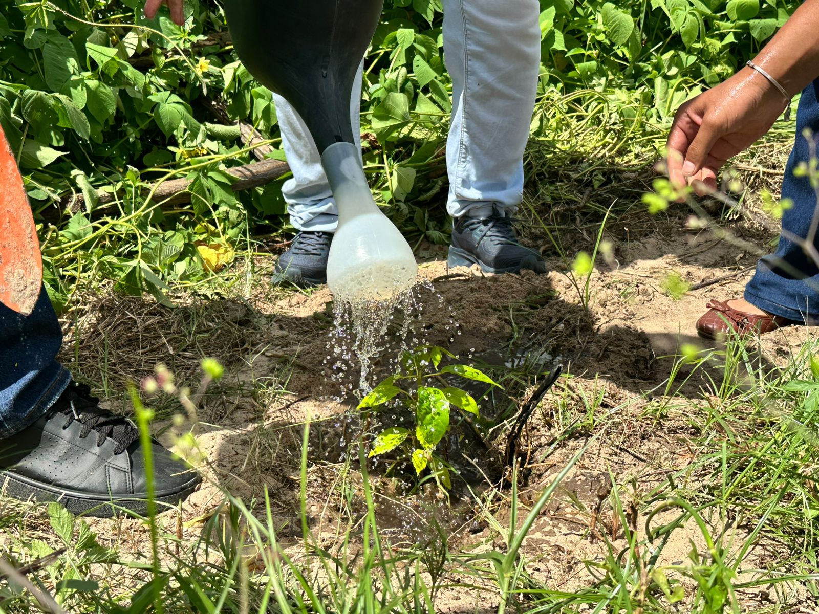 Pro Verde Piauí atinge quase 4 milhões de mudas e reforça ações de recuperação ambiental no estado