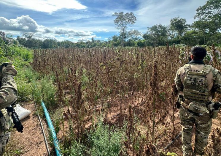 PF erradica plantação de maconha em Juazeiro do Piauí