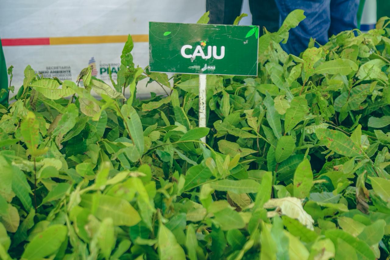 Alunos e professores do Premen Sul recebem 330 mudas de plantas durante programação da Semana do Meio Ambiente