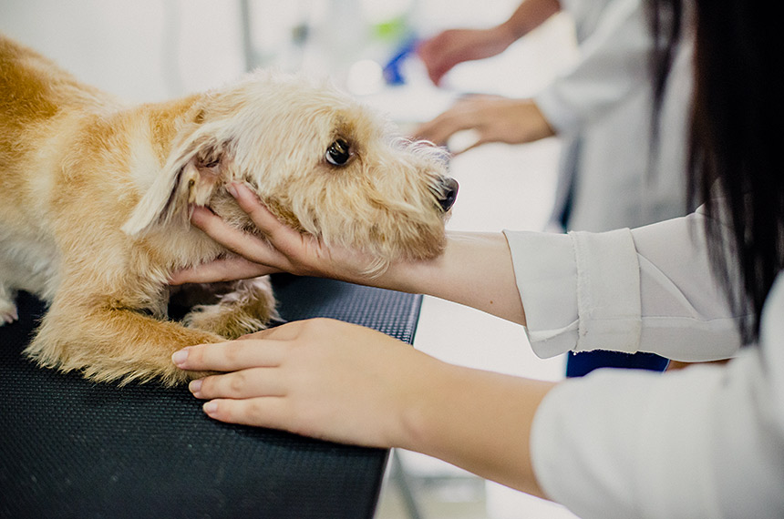 Exercício ilegal da medicina veterinária passa a ser crime