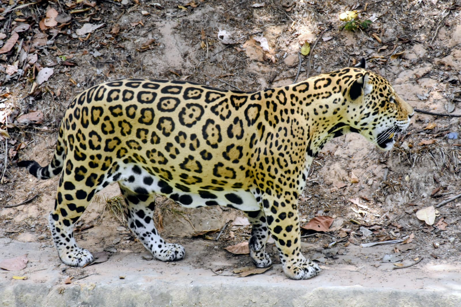 Bioparque Zoobotânico promove programação junina, torcida da Copa e aniversário da onça-pintada Tupã neste fim de semana