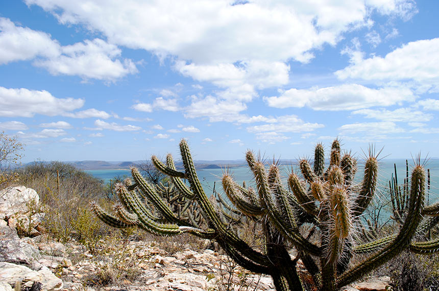 Aprovada pelo Senado, política de recuperação da Caatinga já está em vigor