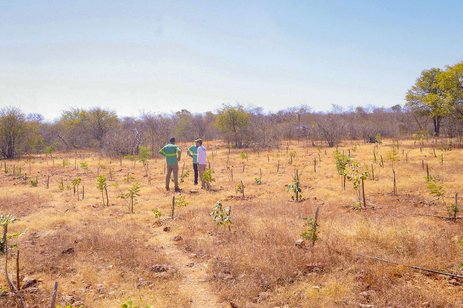 El Niño ganha força e coloca Piauí em alerta para calor extremo, incêndios e redução de chuvas
