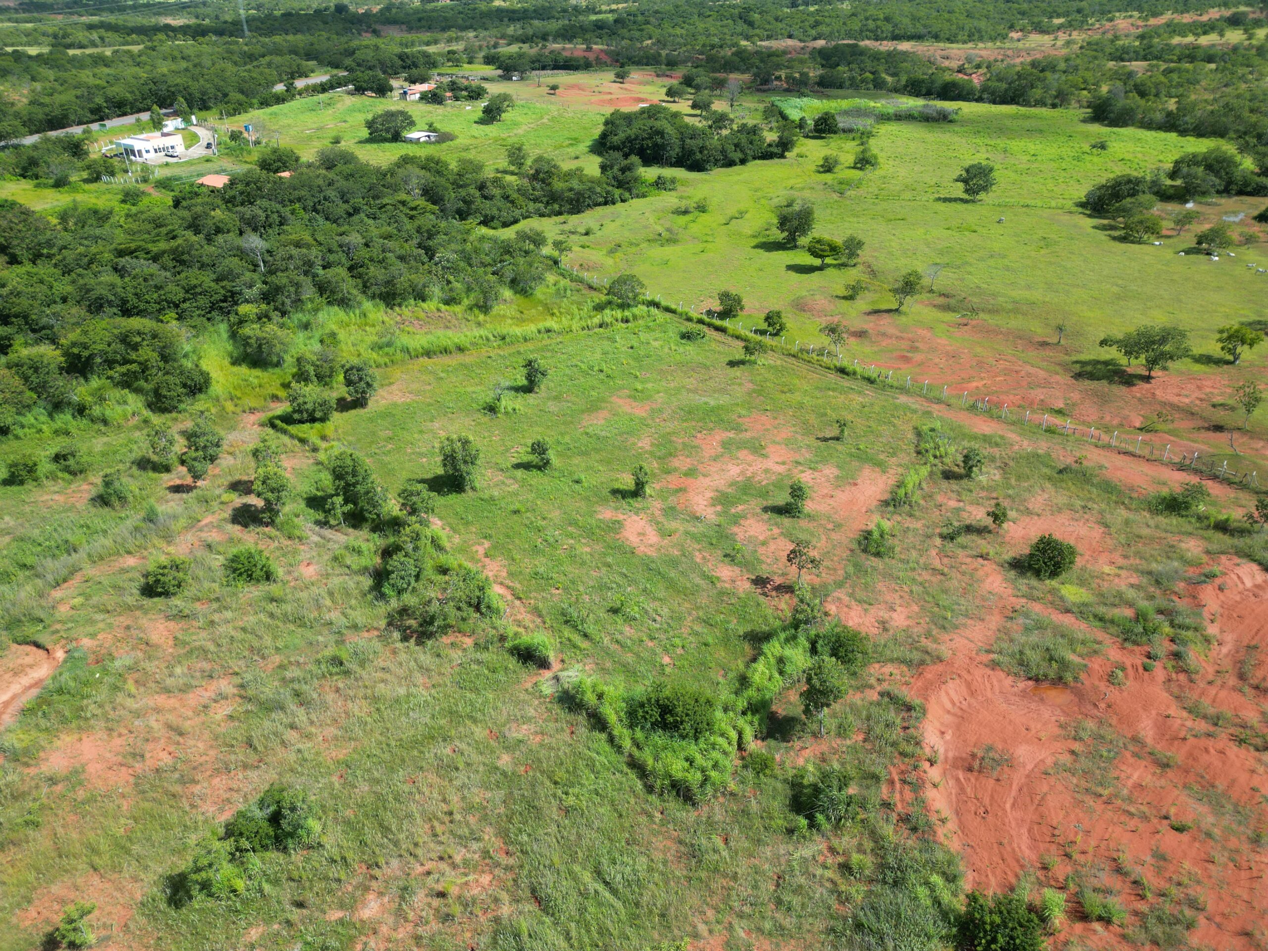 Projeto da Semarh utiliza tecnologia para plantio de mudas e reflorestamento de áreas degradadas pela desertificação em Gilbués
